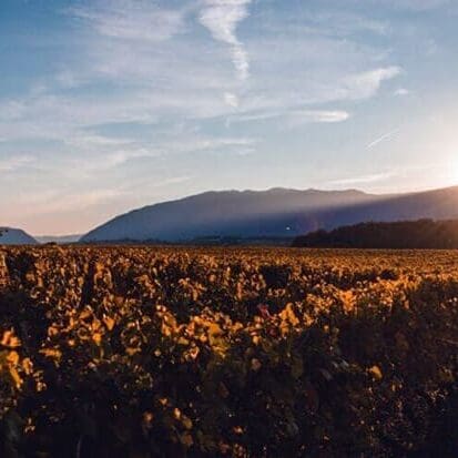 sun-setting-mountains-covering-vineyard-with-light-1024×684