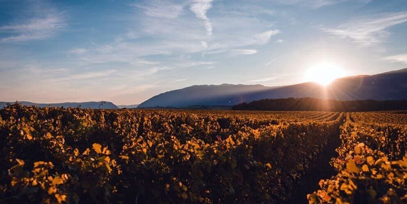 sun-setting-mountains-covering-vineyard-with-light-1024×684